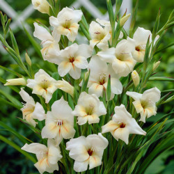 Луковицы гладиолуса Halley 