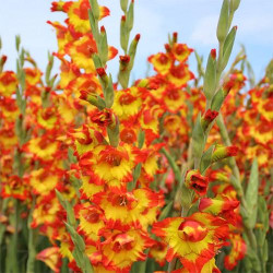 Цибулини гладіолуса Princess Margaret Rose