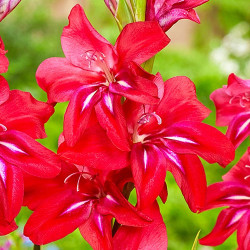 Луковицы гладиолуса Robinetta 