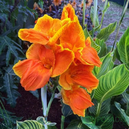 Клубни канны Striata