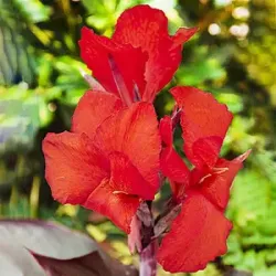 Клубни канны Stuttgart