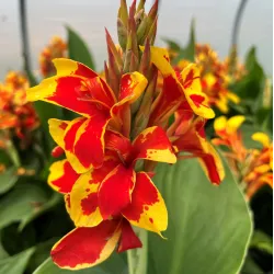 Клубни канны Golden Flame