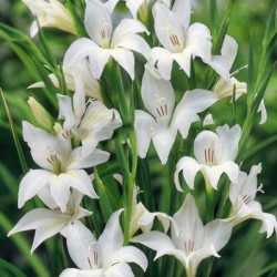 Цибулини гладіолуса Albus 