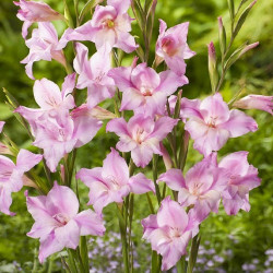 Луковицы гладиолуса Charming Lady