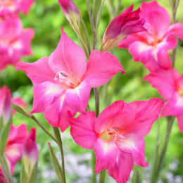 Луковицы гладиолуса Charm 