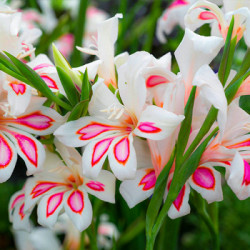 Луковицы гладиолуса Nymph 