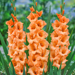 Цибулини гладіолуса Peter Pears