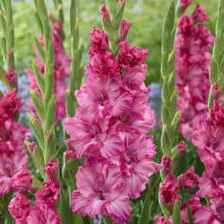 Цибулини гладіолуса Sweet Love