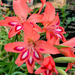 Цибулини гладіолуса Amanda Mahy