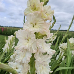 Луковицы гладиолуса  Ivory Perfection (Saint Dmitri Solynksi)