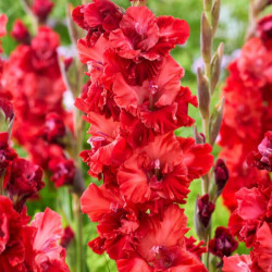 Луковицы гладиолуса Velvet Raspberry