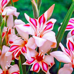 Цибулини гладіолуса Impressive 