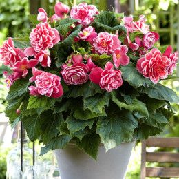 Бульби бегонії Camelia