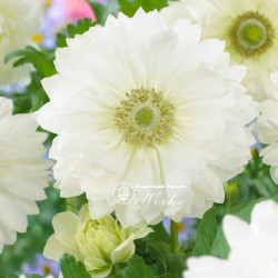 Цибулини анемони Mount Everest