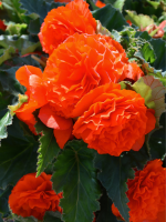 Бульби бегонії Non Stop Orange