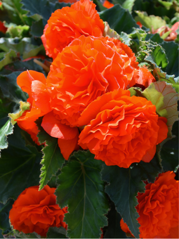 Бульби бегонії Non Stop Orange