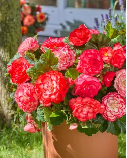 Клубни бегонии Wummi Marmorata