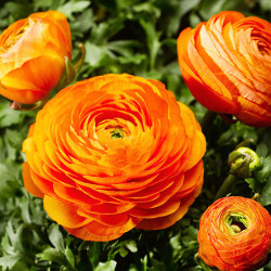Бульби ранункулюсу (лютику) Aviv Orange