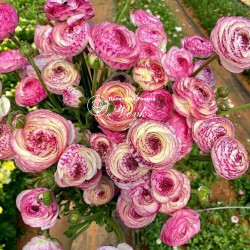 Клубни ранункулюса (лютика) Picotee Roze