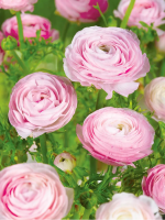 Бульби ранункулюсу (лютику) Tomer Pink