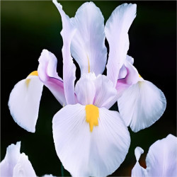 Цибулини ірису Hollandica Carmen