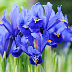 Цибулини ірису reticulata Blue Hill