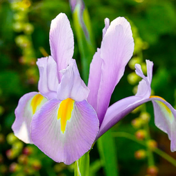Цибулини ірису Hollandica Panther