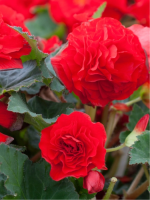 Клубни бегонии Non Stop Red