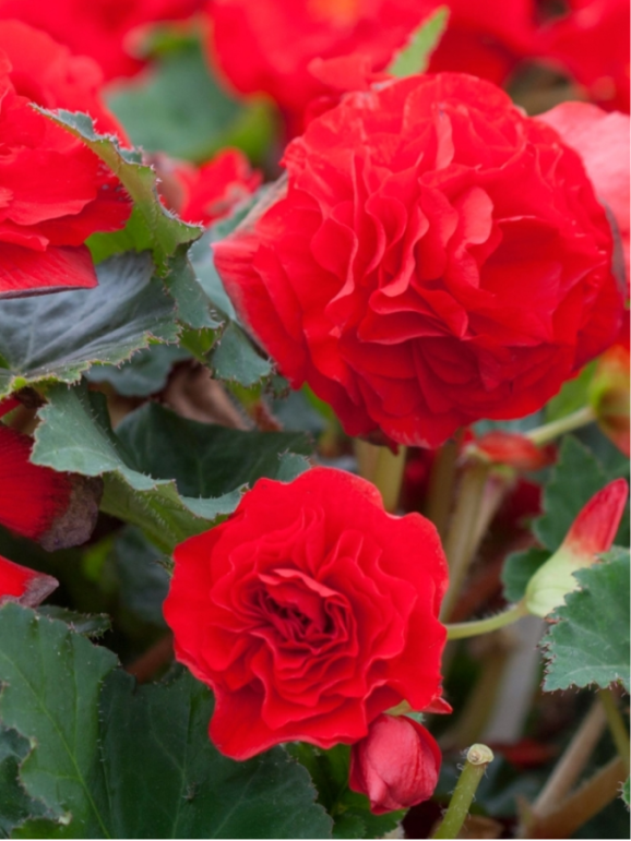 Клубни бегонии Non Stop Red