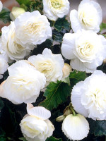 Клубни бегонии Non Stop White