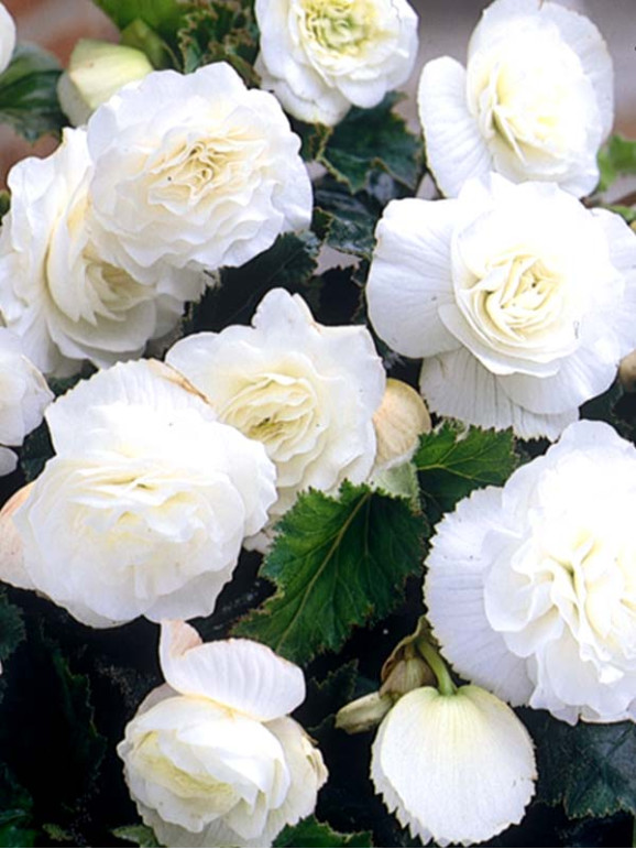 Клубни бегонии Non Stop White