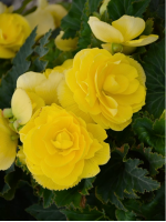 Клубни бегонии Non Stop Yellow