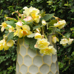 Клубни бегонии Cascade Odorosa Yellow Flame