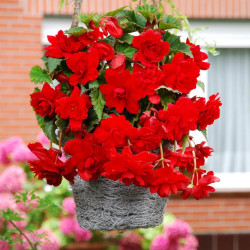 Цибулини бегонії Cascade Red