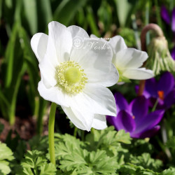 Цибулини анемони The Bride