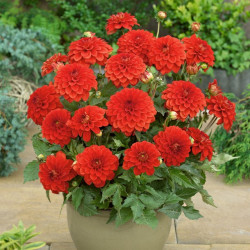 Клубни георгины Gallery Valentin