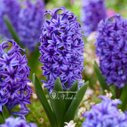 Луковицы гиацинта Blue Jacket Горшок  0,5 л