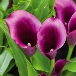 Луковицы каллы Bulli