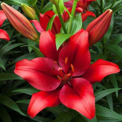 Цибулини лілії Pokerface