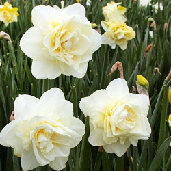 Цибулини нарцису Obdam Горщик 0,5 л