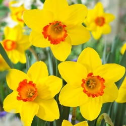 Цибулини нарцису Pinza Горщик 0,5 л