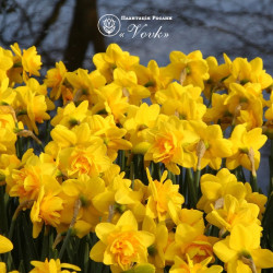 Цибулини нарцису Dick Wilden Горщик 0,5 л