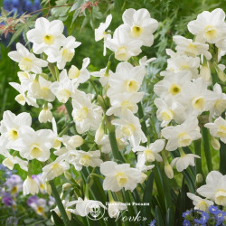 Луковицы нарцисса Silver Chimes Горшок 0,5 л