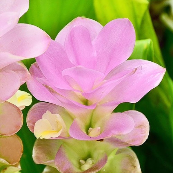 Бульби куркуми Pink Wonder