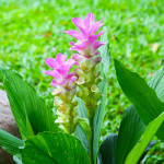 Бульби куркуми Pink Wonder