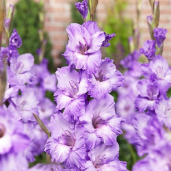 Луковицы гладиолуса Milka