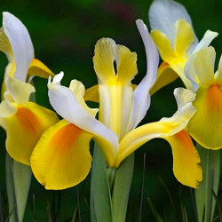 Цибулини ірису Hollandica Symphony