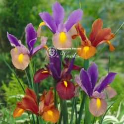 Луковицы ириса Hollandica Tiger Mix