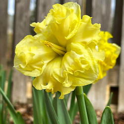 Луковицы нарцисса Sunny Side Up Горшок  0,5 л