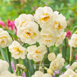 Цибулини нарцису Abba Горщик 0,5 л